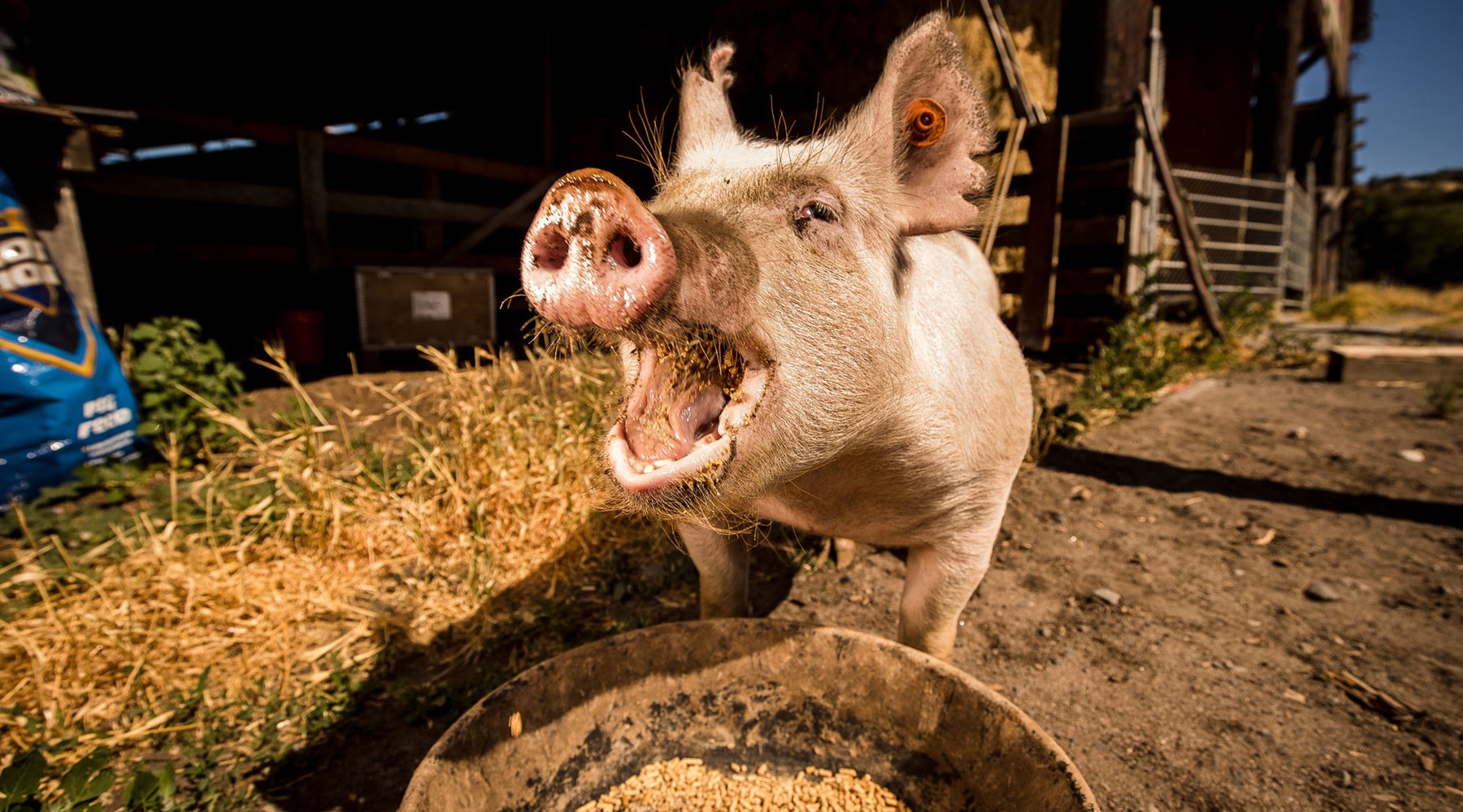 Happy hog courtesy of Coastal feed and pan