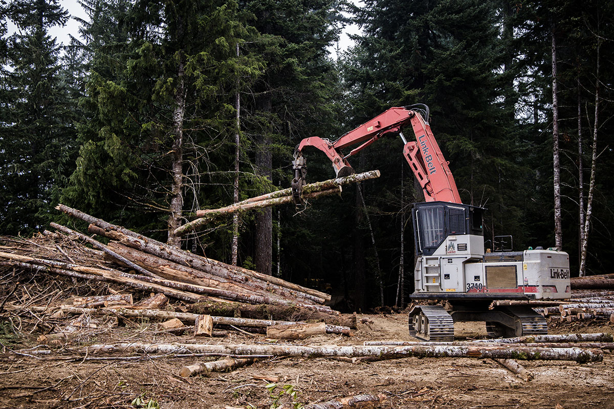 Heavy equipment harvesting lumber