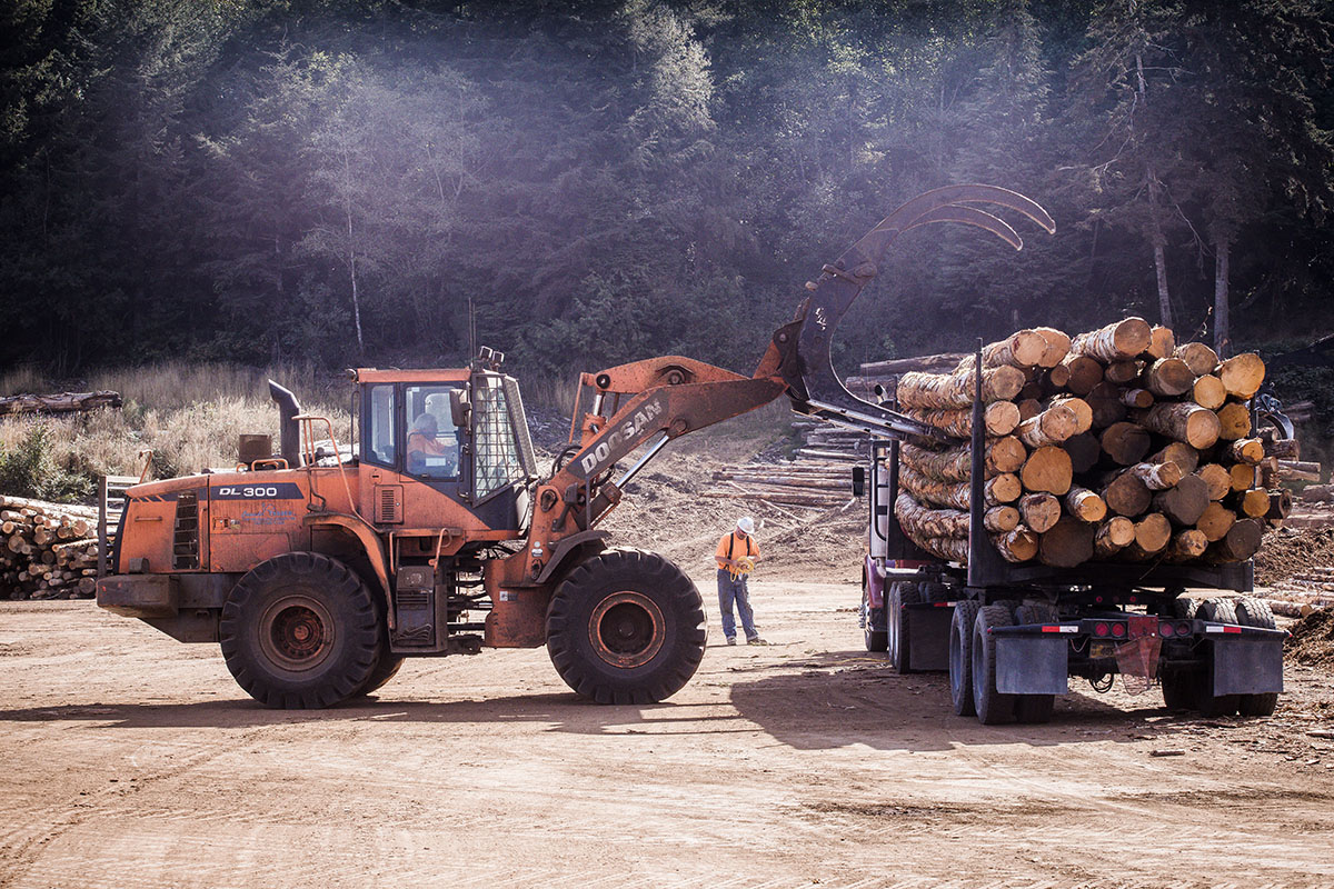 Heavy equipment harvesting lumber